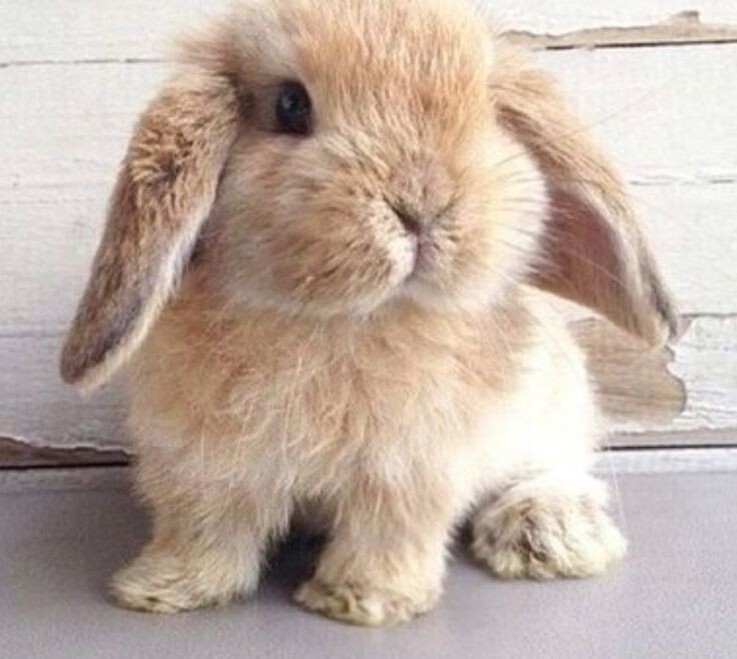 Изображение взято в интернет