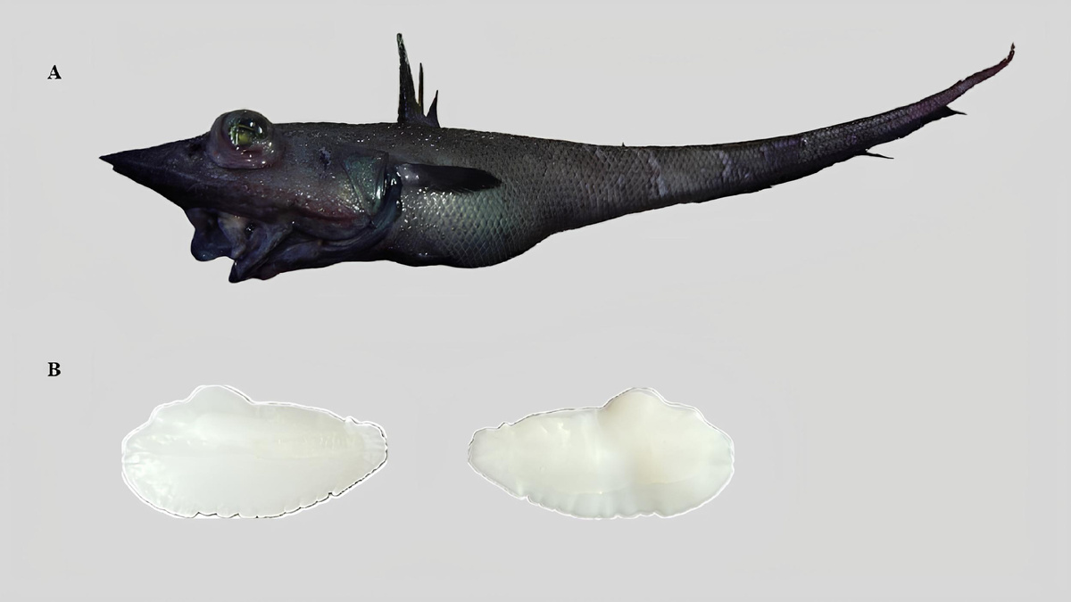 Coelorinchus gilberti и отолиты. Источник: Korostelev et al. / Deep-Sea Research Part II, 2025