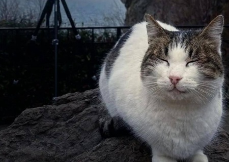    Живодёр из Санкт-Петербурга убил кошку Мусю в комплексе «Ласточкино гнездо»