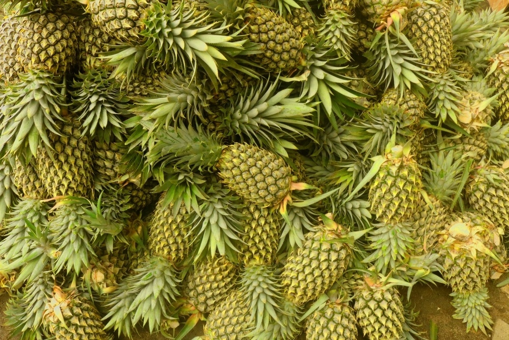     Фото: Belukar Semak/Shutterstock/FOTODOM Воздействуя на белки слизистой оболочки рта фермент бромелаин, который содержится в ананасе обычно вызывает лишь покалывание. Но у некоторых людей могут закровоточить десны и язык