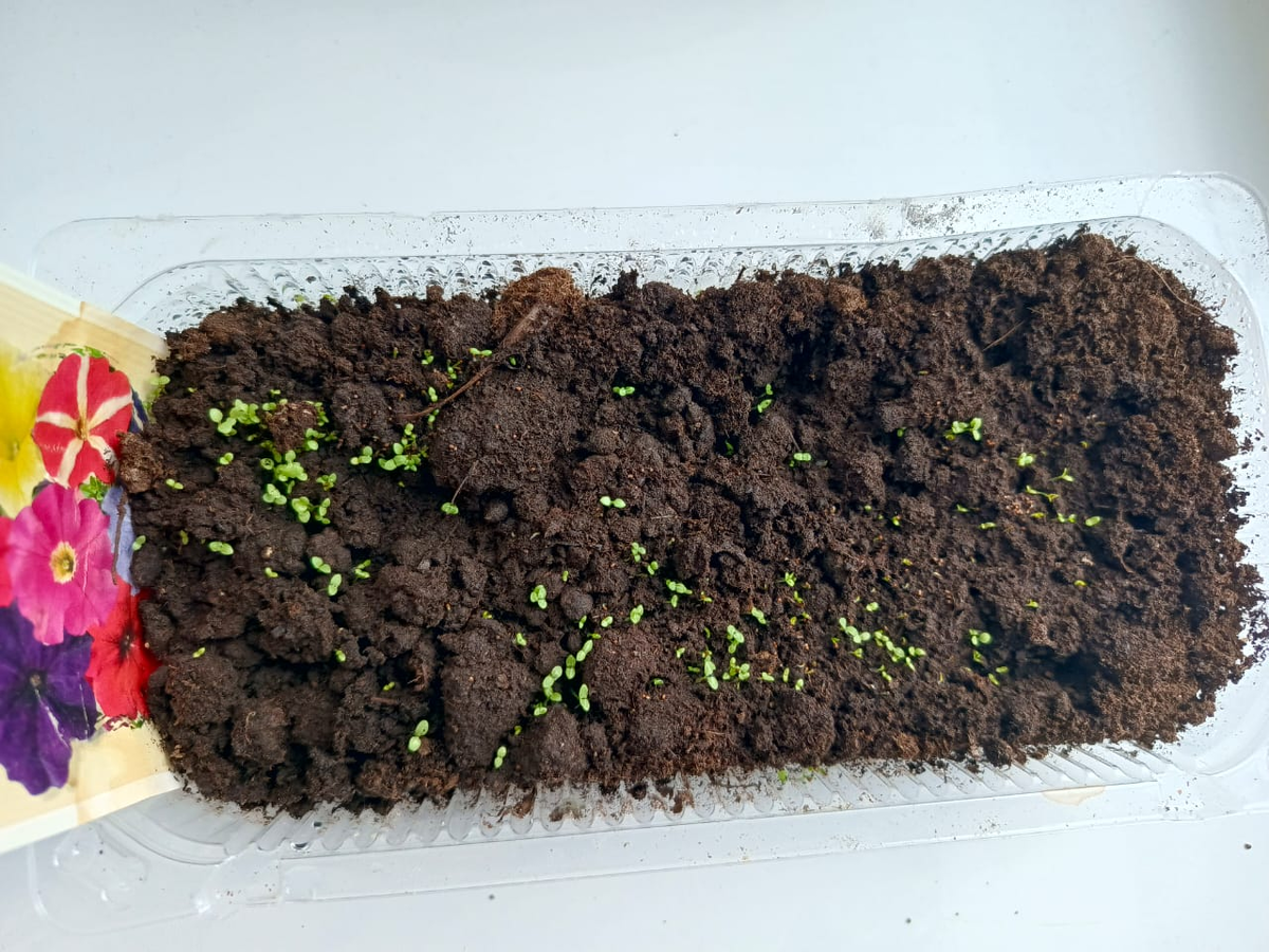 А это потерянные мной семена петуньи. Уже начинают всходить. 