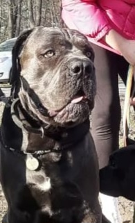 Фото автора.кобкль  Кане корсо