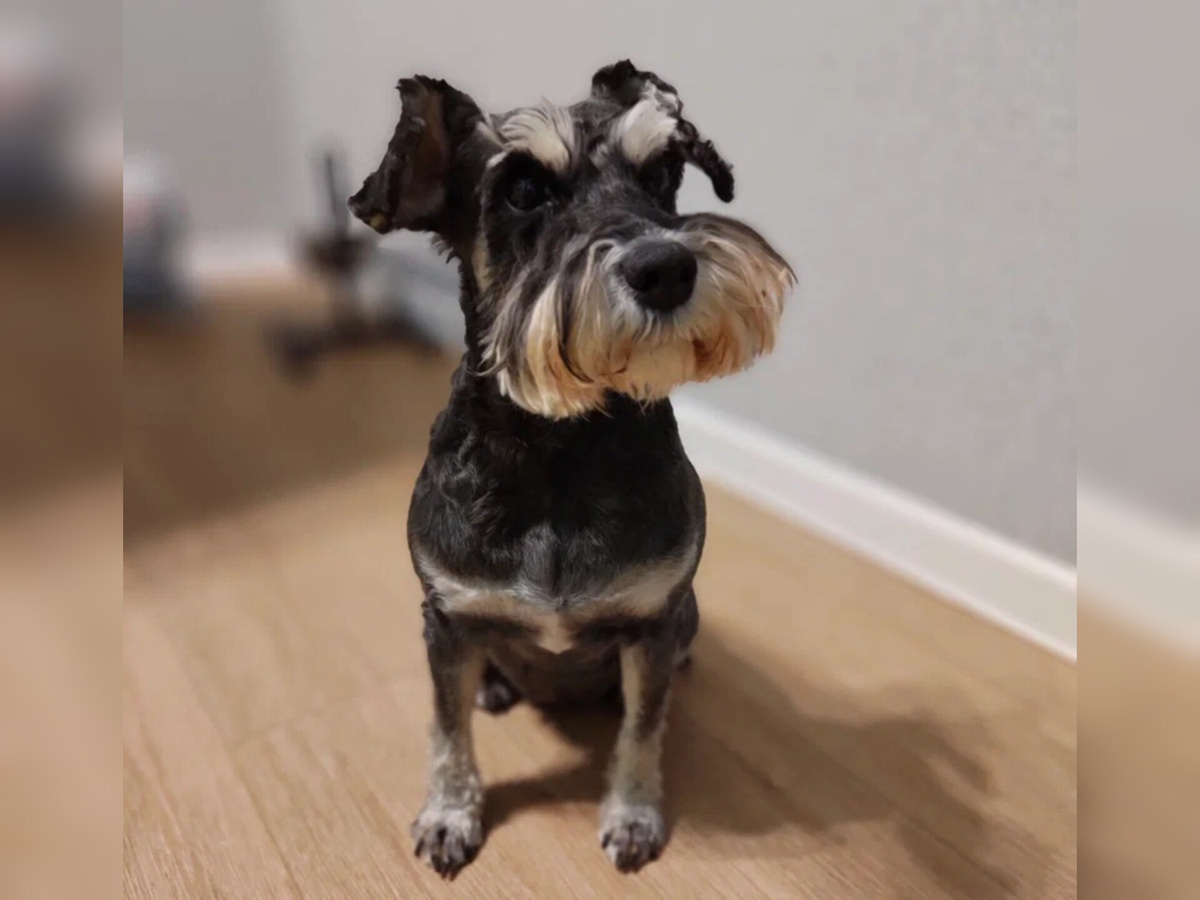 Здесь она выжидает, когда же в миску положат консервы