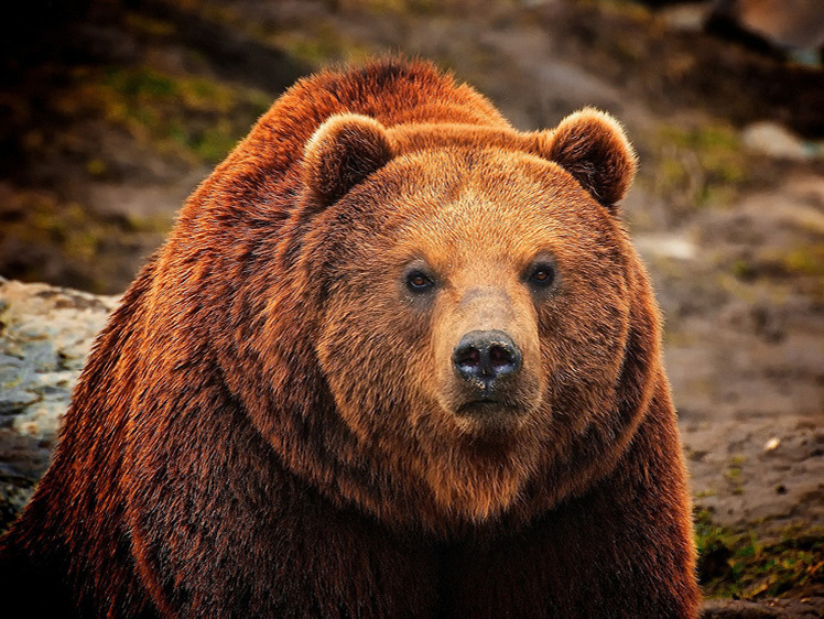     Фото: 1zoom.ru