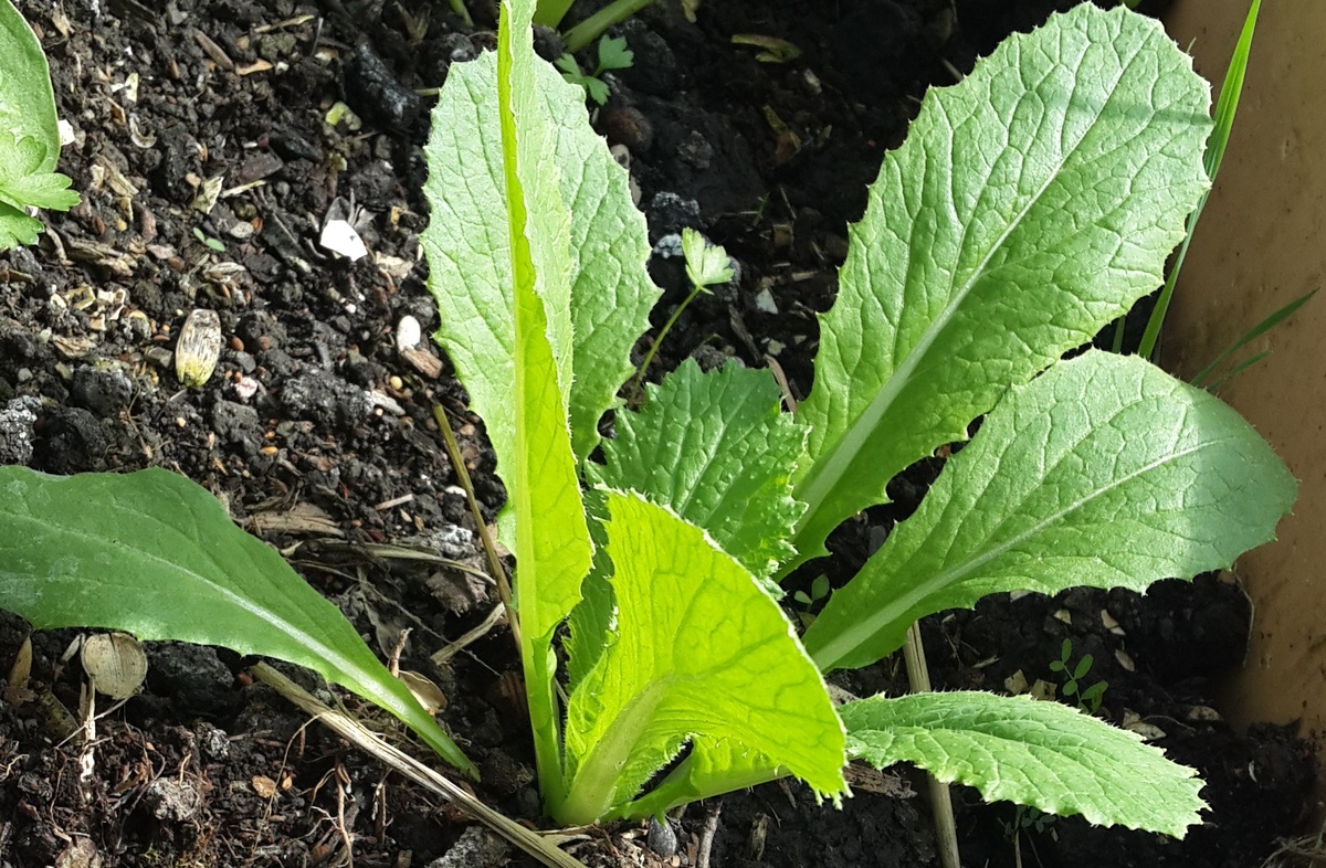 Как вырастить пекинскую капусту чтобы не допустить цветения? Не дайте капусте зацвести! Фото автора