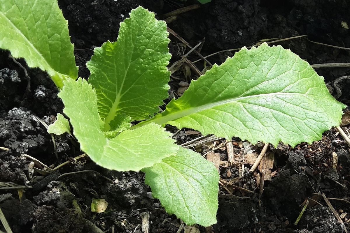 Не дайте капусте зацвести! Как вырастить пекинскую капусту чтобы она не пошла в цвет? Фото автора