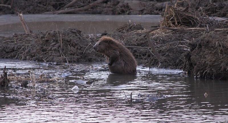    Фото Минэкологии МО
