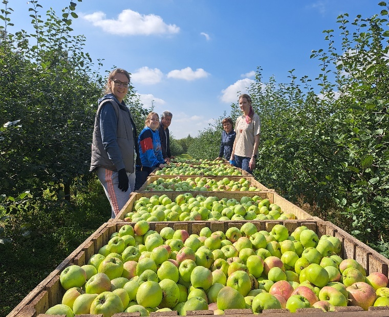 Сбор урожая на опытном участке ФГБНУ ВНИИ СПК