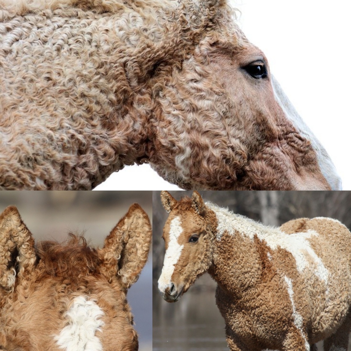 Забайкальская лошадь 