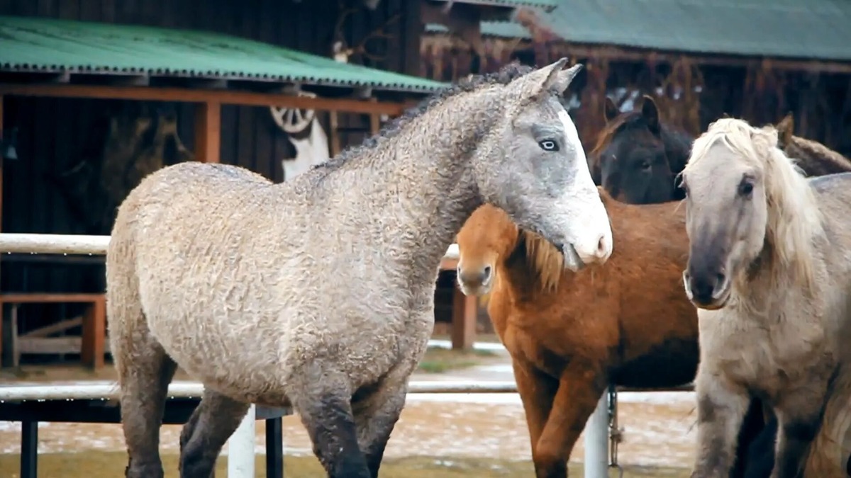 Локайская порода 