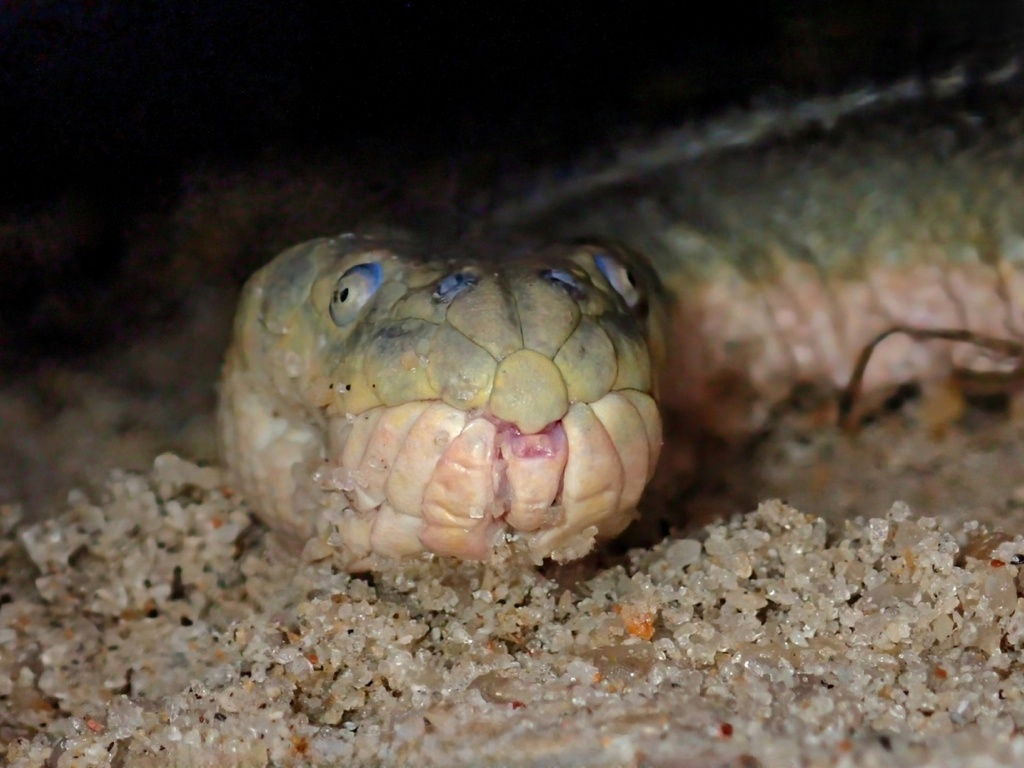 Чего ржешь?! Я смерть! Я ужас! 