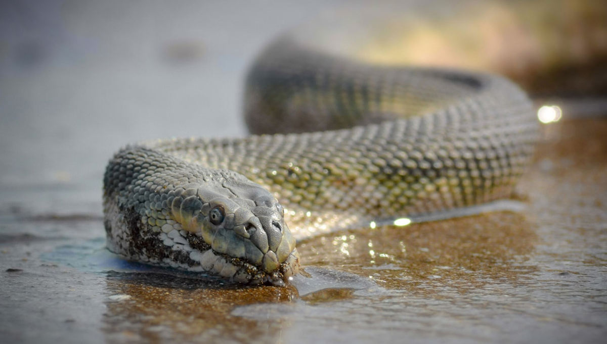Наелся грязи и сидит довольный. 