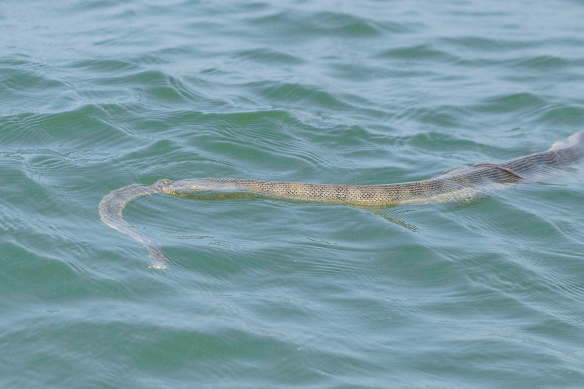 �������� ����� ��������� ������ ������� �����. �������, ����� �������� �� ���������� ����� �� ������ ���� �� ����� ����. 