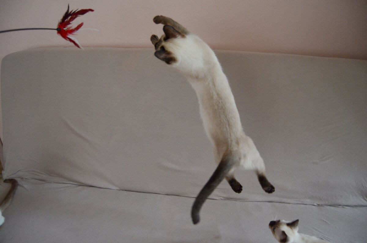 Вот такой вот финт ушами, и я на Дзене