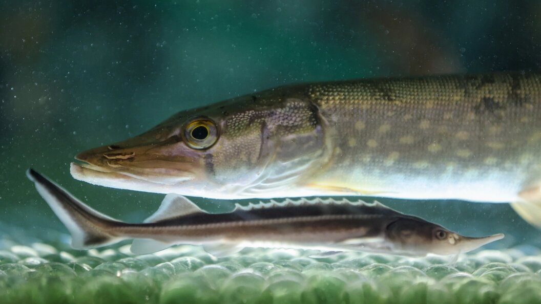    Belkin Alexey/news.ru/Globallookpress