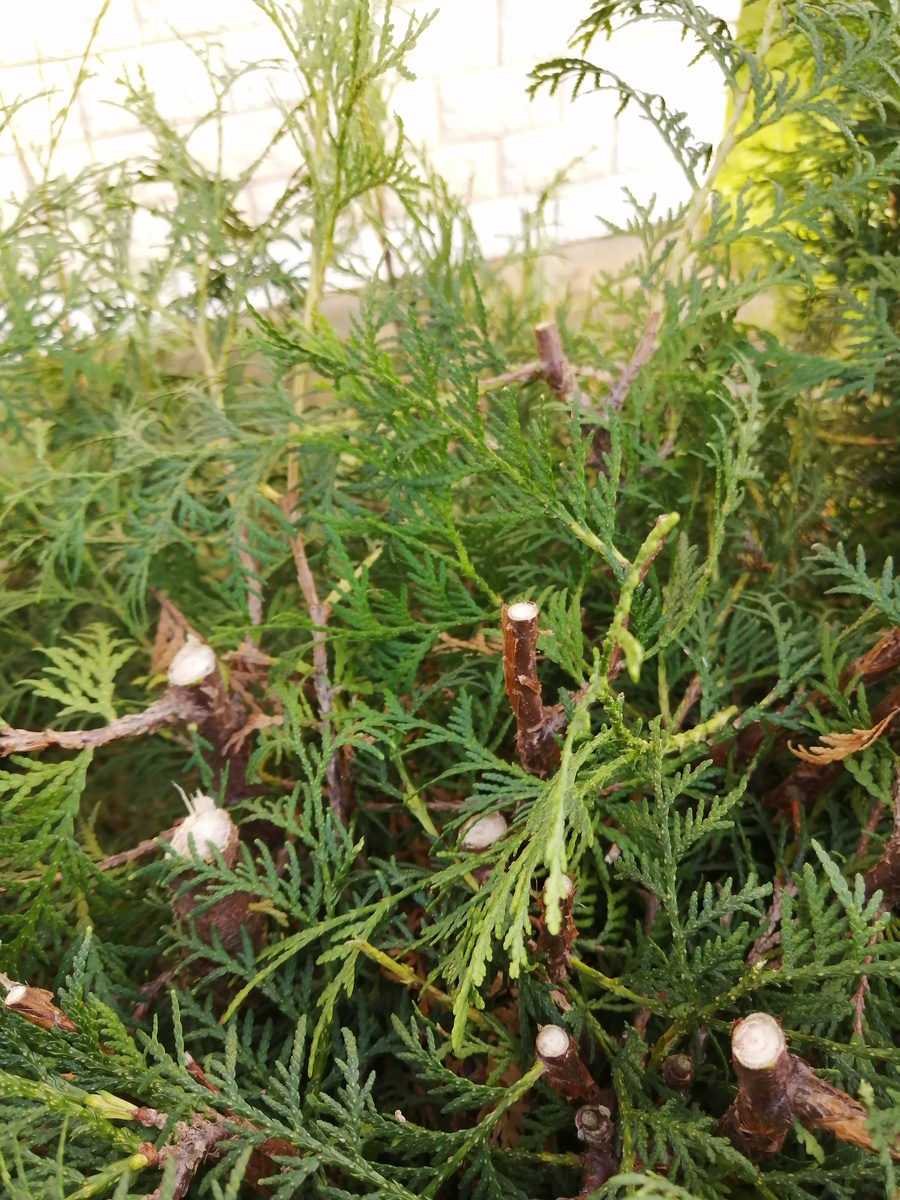 Туя сразу после тотального укорачивания ветвей