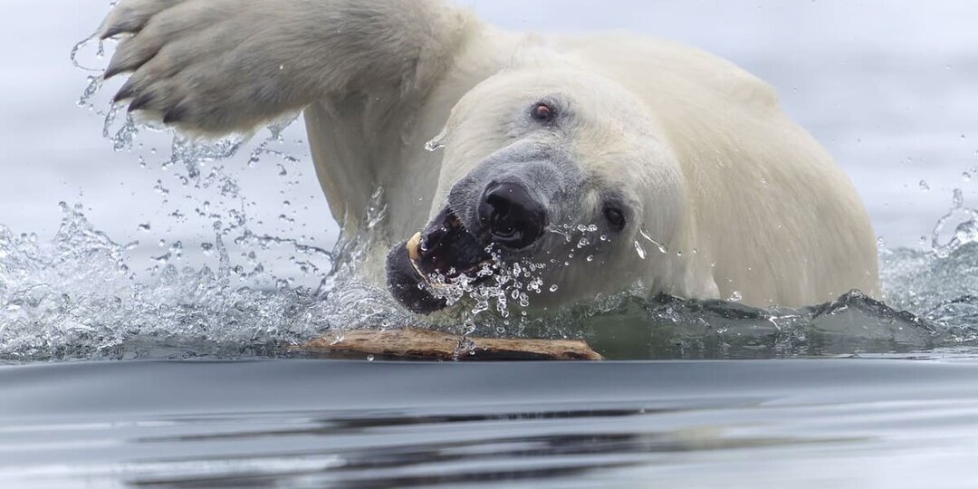 Объявлены победители конкурса World Nature Photography Awards 2025