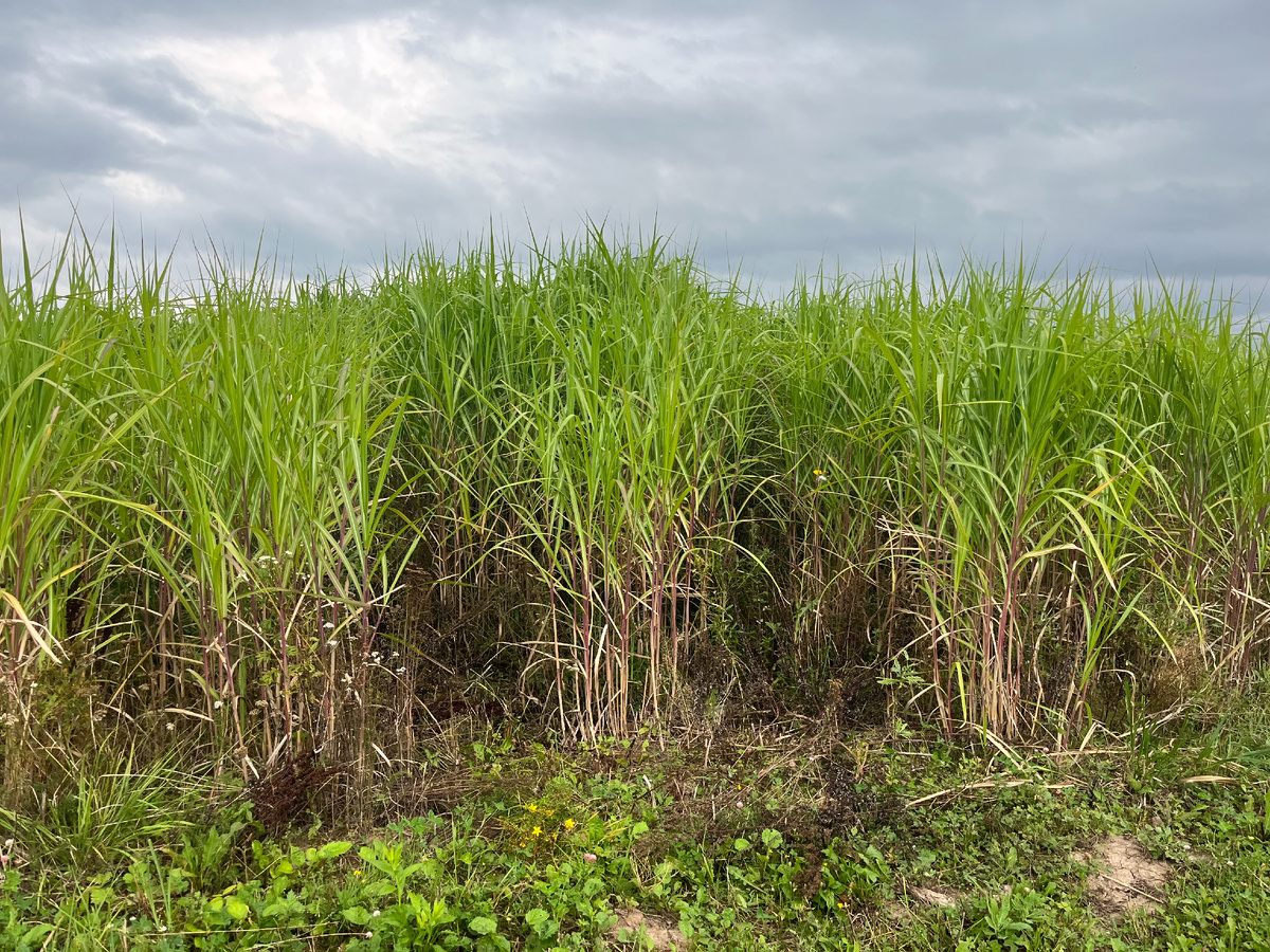 Рис. 01 «Мискантус Гигантский в питомнике Треугольник»_ Источник фото «Первый Питомник»
