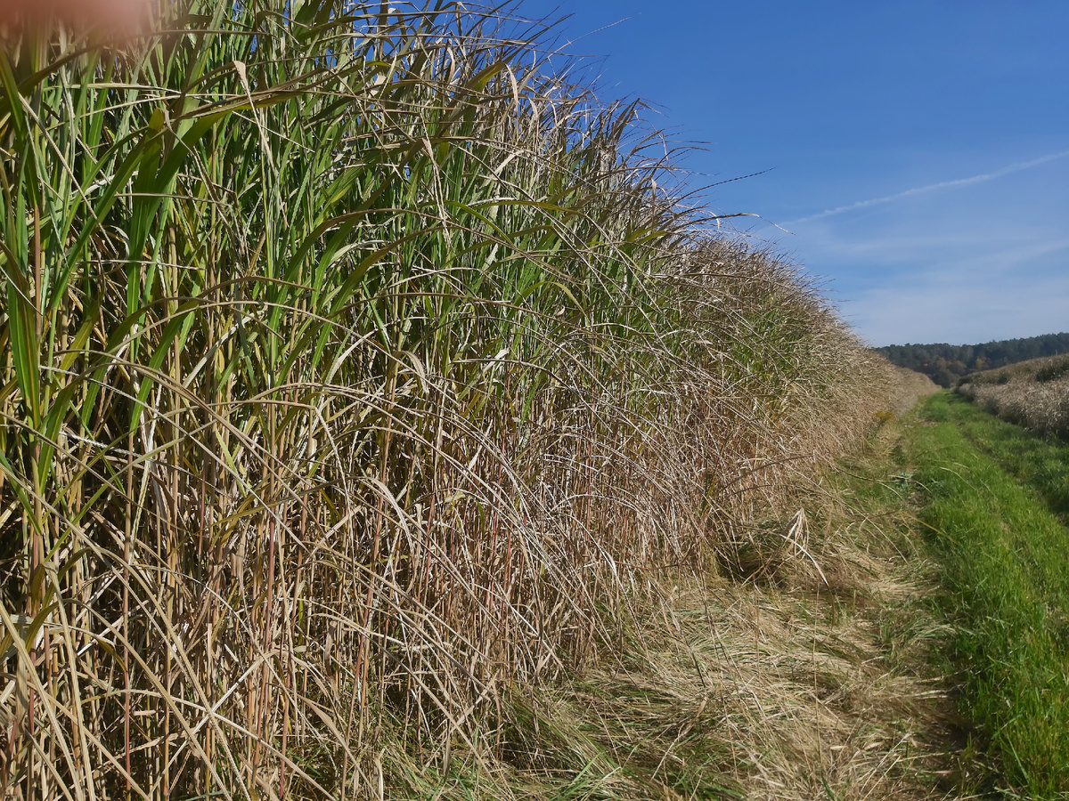 Рис. 02 «Мискантус Гигантский в питомнике Средний»_ Источник фото «Первый Питомник»