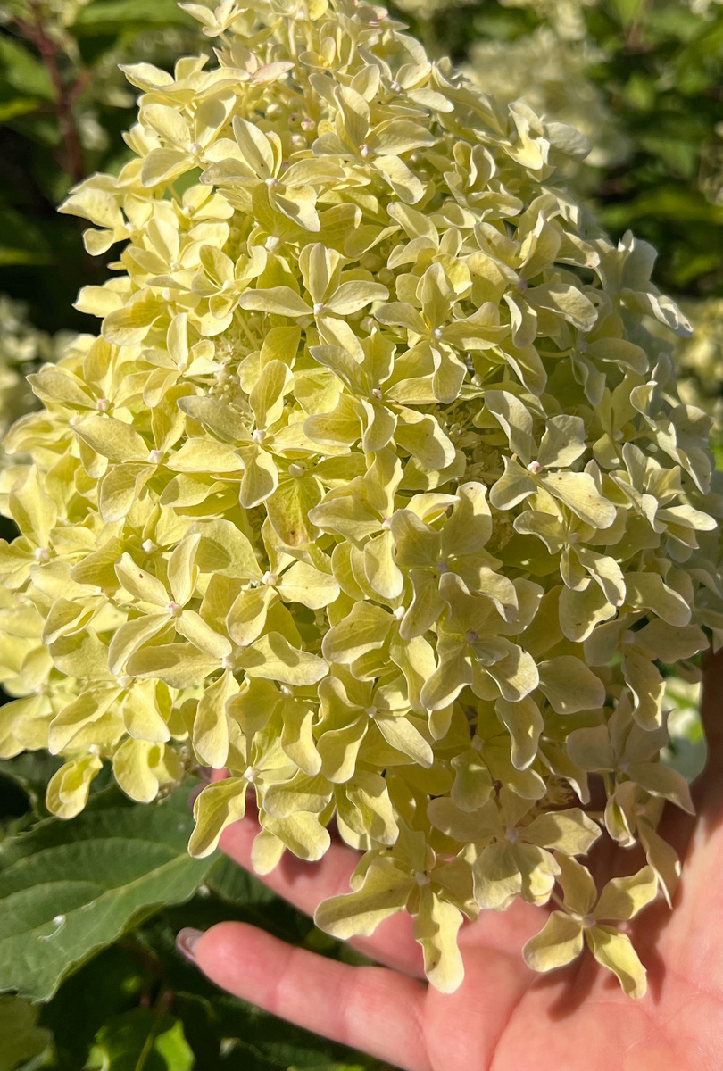 Меджикал Лайм спаркл