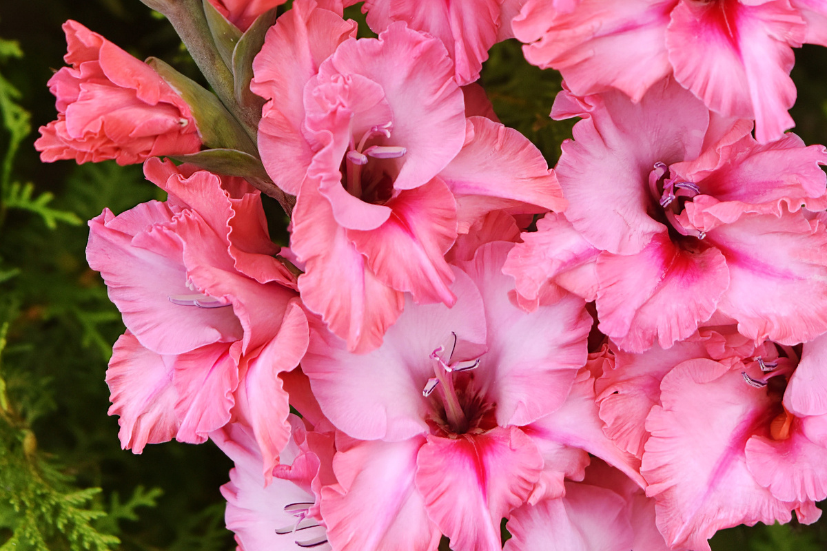 Гладиолус Малиновый Жираф (селекционер Фотин). Длина соцветия 90 см, в соцветии 25 бутонов (11-12 одновременно открыты). Фото «Русского Огорода».