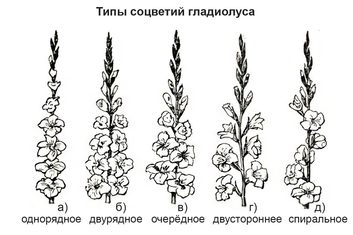 Иллюстрация с сайта: www.gladmania.narod.ru