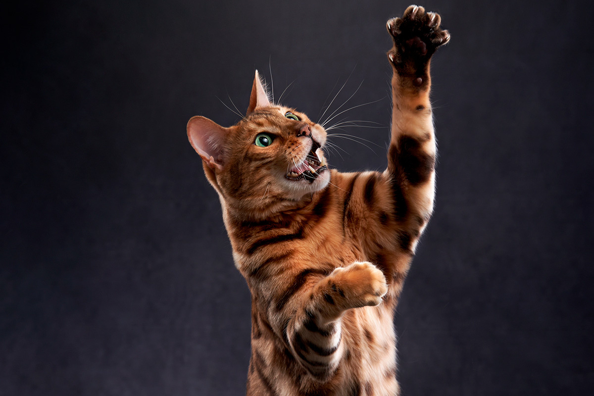 Anna Averianova / Shutterstock / FOTODOM📷Бенгалы — очень активные питомцы с развитым охотничьим инстинктом