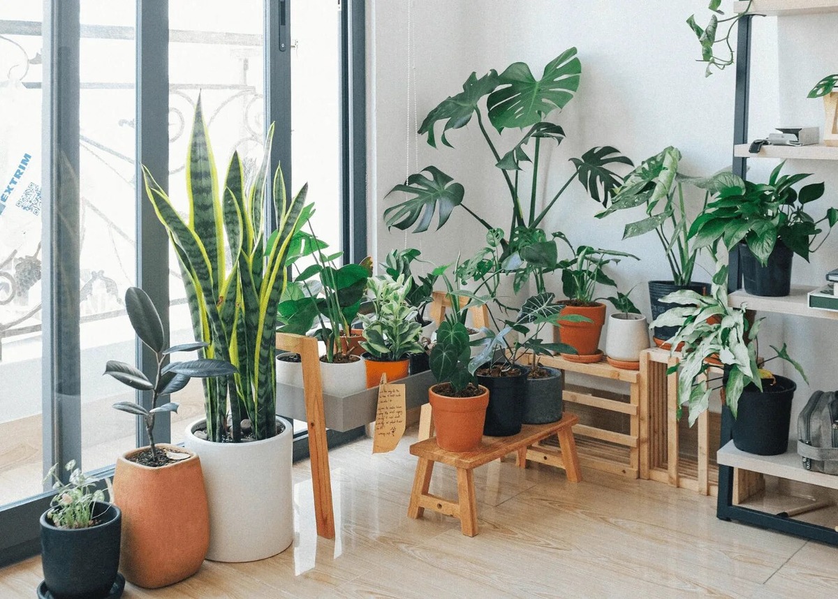 Как оставить растения на две недели без полива