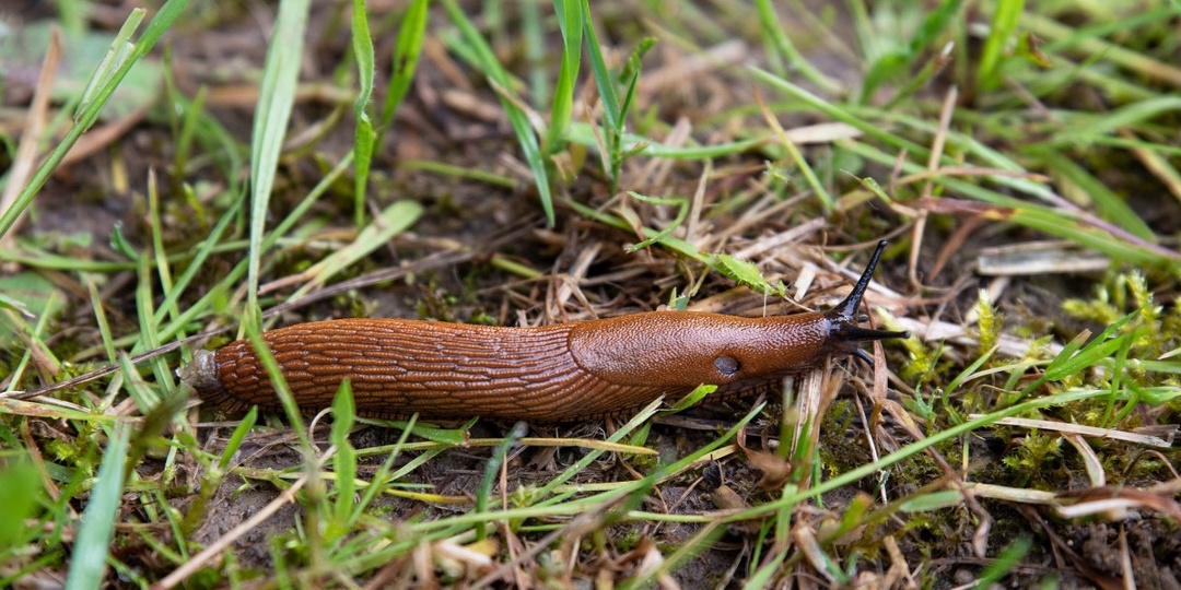 Слизни скоро проснутся от зимнего сна. Разбросайте прямо сейчас по грядкам