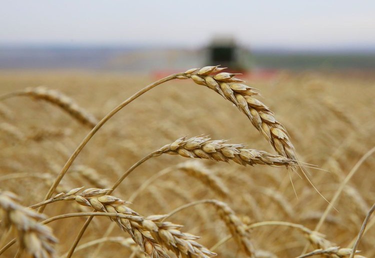    9 мощных агроинвестпроектов реализуют в Приангарье до 2030 года