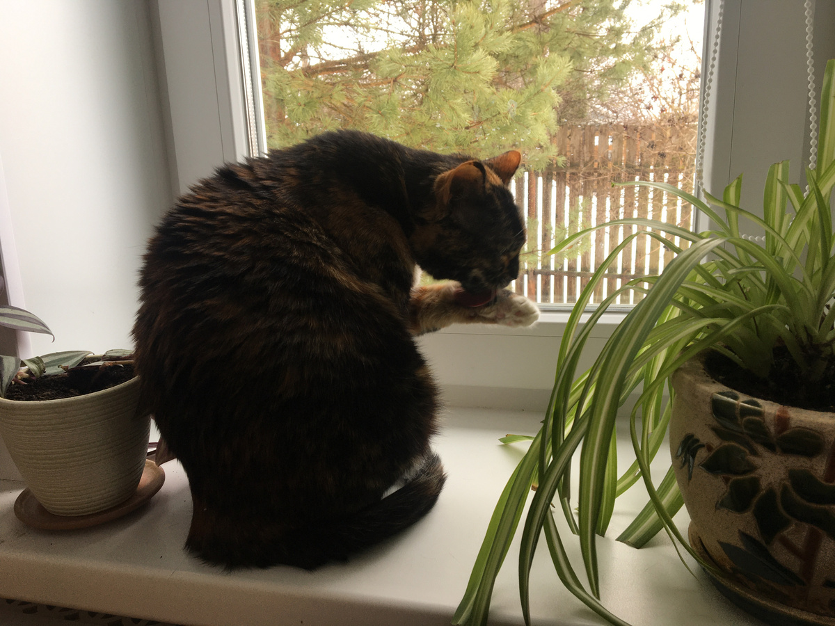 Василиса. Фото автора