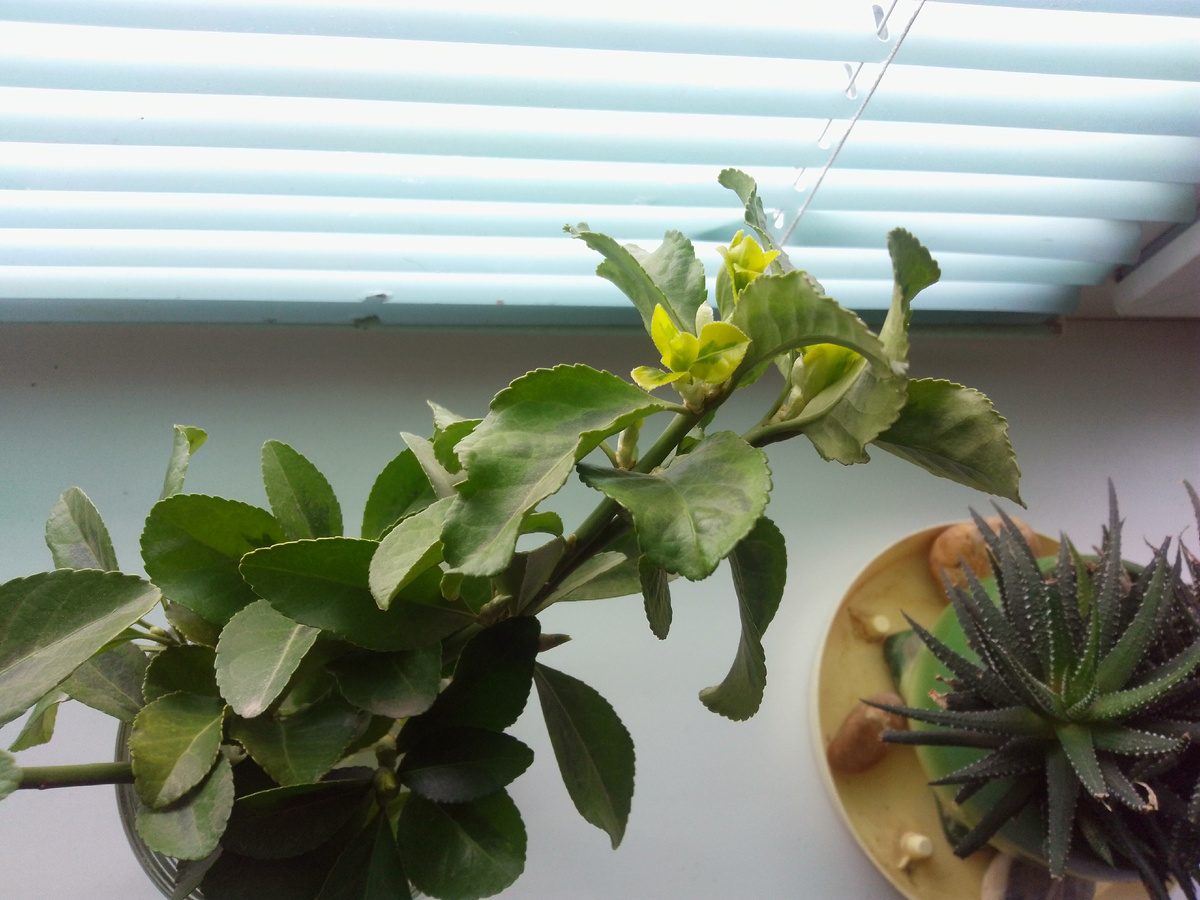 Вершки пошли в рост