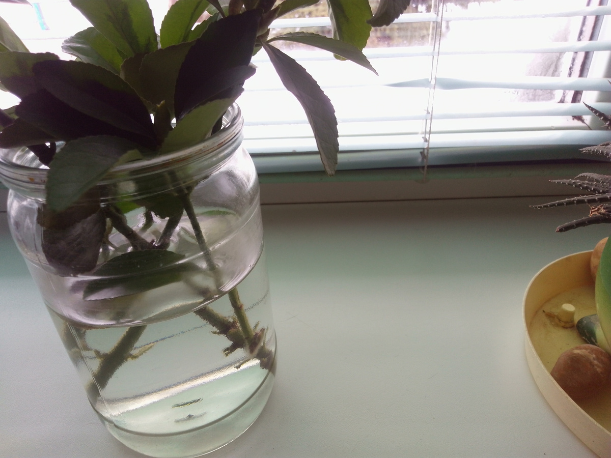 Буду ждать корешки