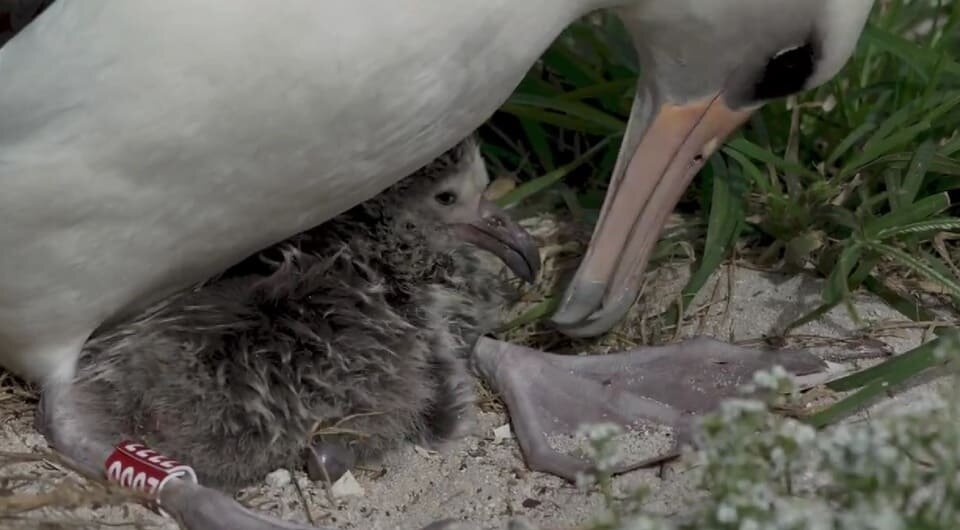   USFWS - Pacific Region / Flickr / PDM 1.0 DEED