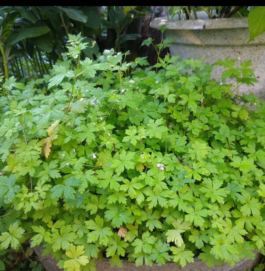 Герань сибирская в контейнере