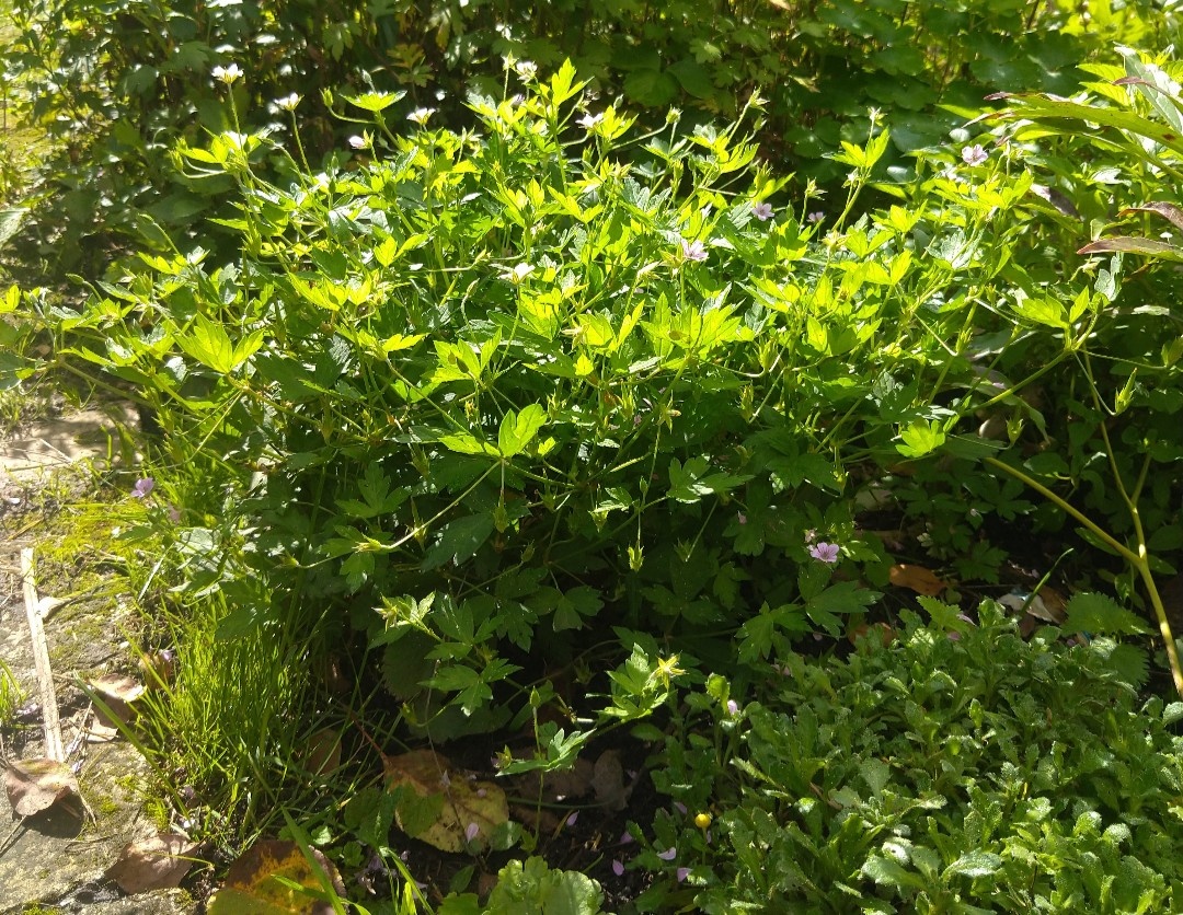 Кустик сибирской герани