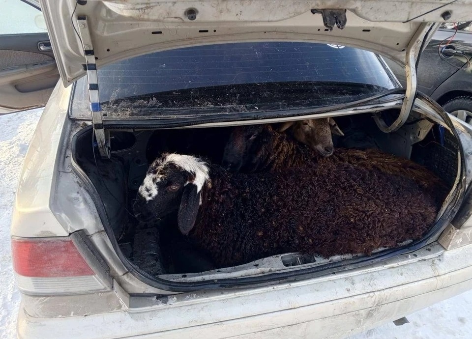 Фото: пресс-служба прокуратуры Омской области