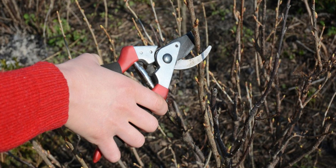 Обрезка черной смородины. Способ, который позволит увеличить плодоношение даже старых кустов