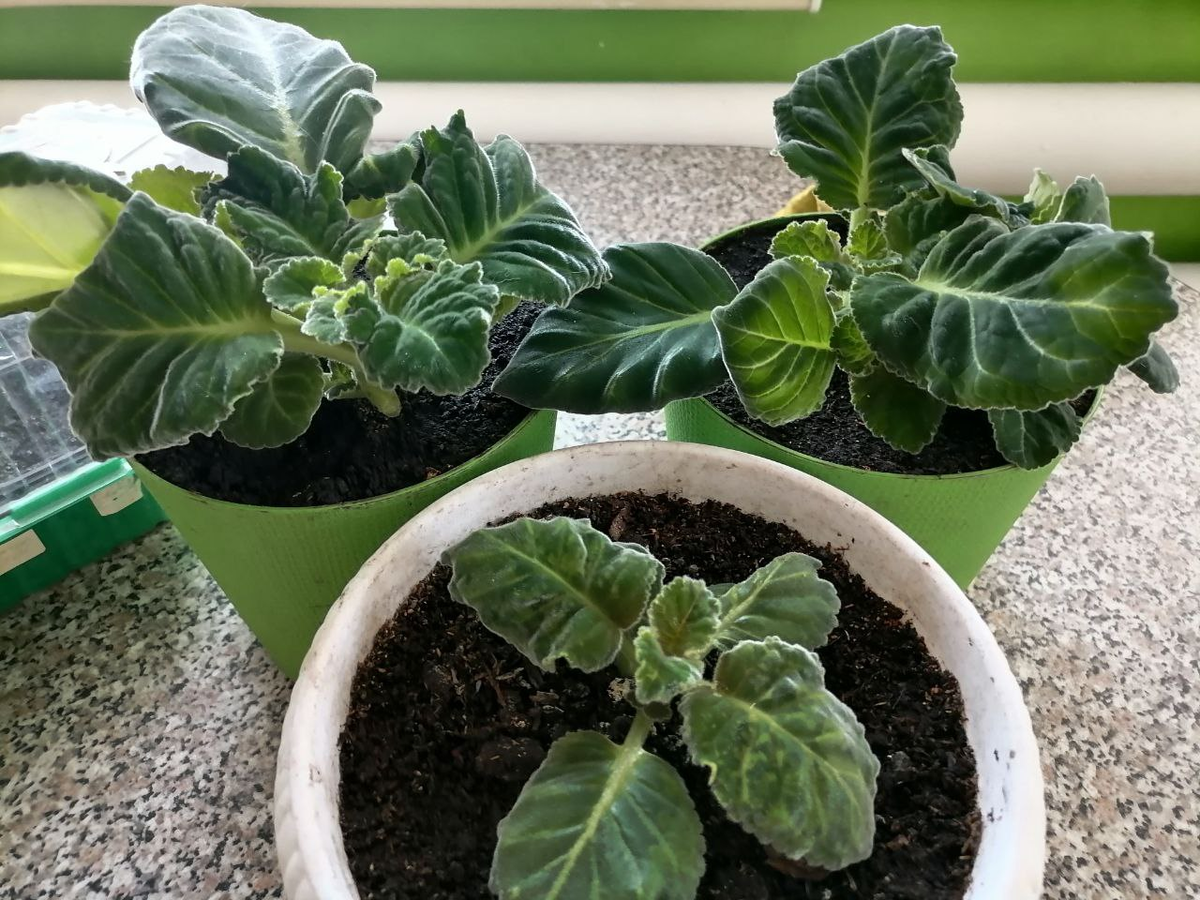 До появления бутонов подкармливаю глоксинии смесью для рассады, фото автора