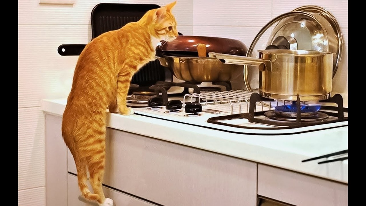 Картинка с сайта ru.pinterest.com