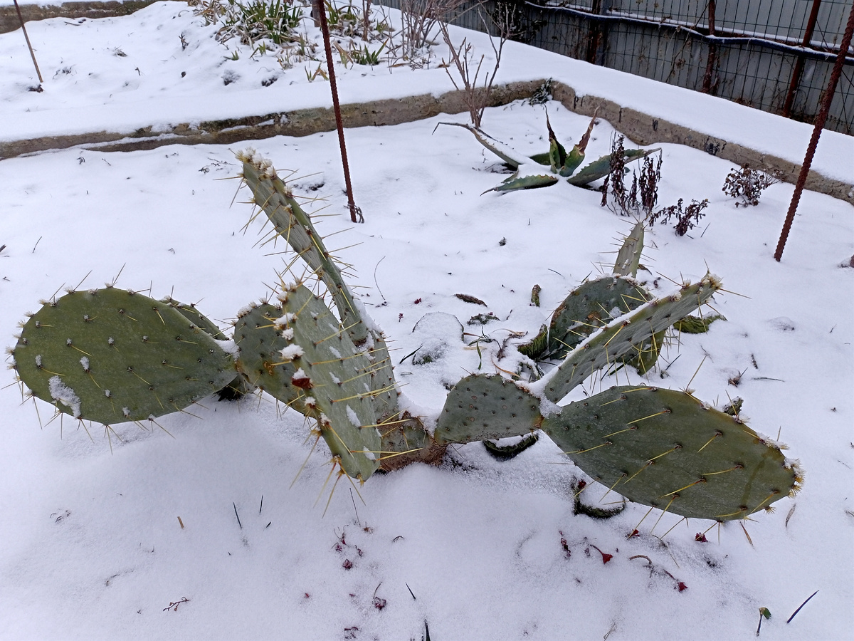 Опунция на первом плане. Агава на заднем
