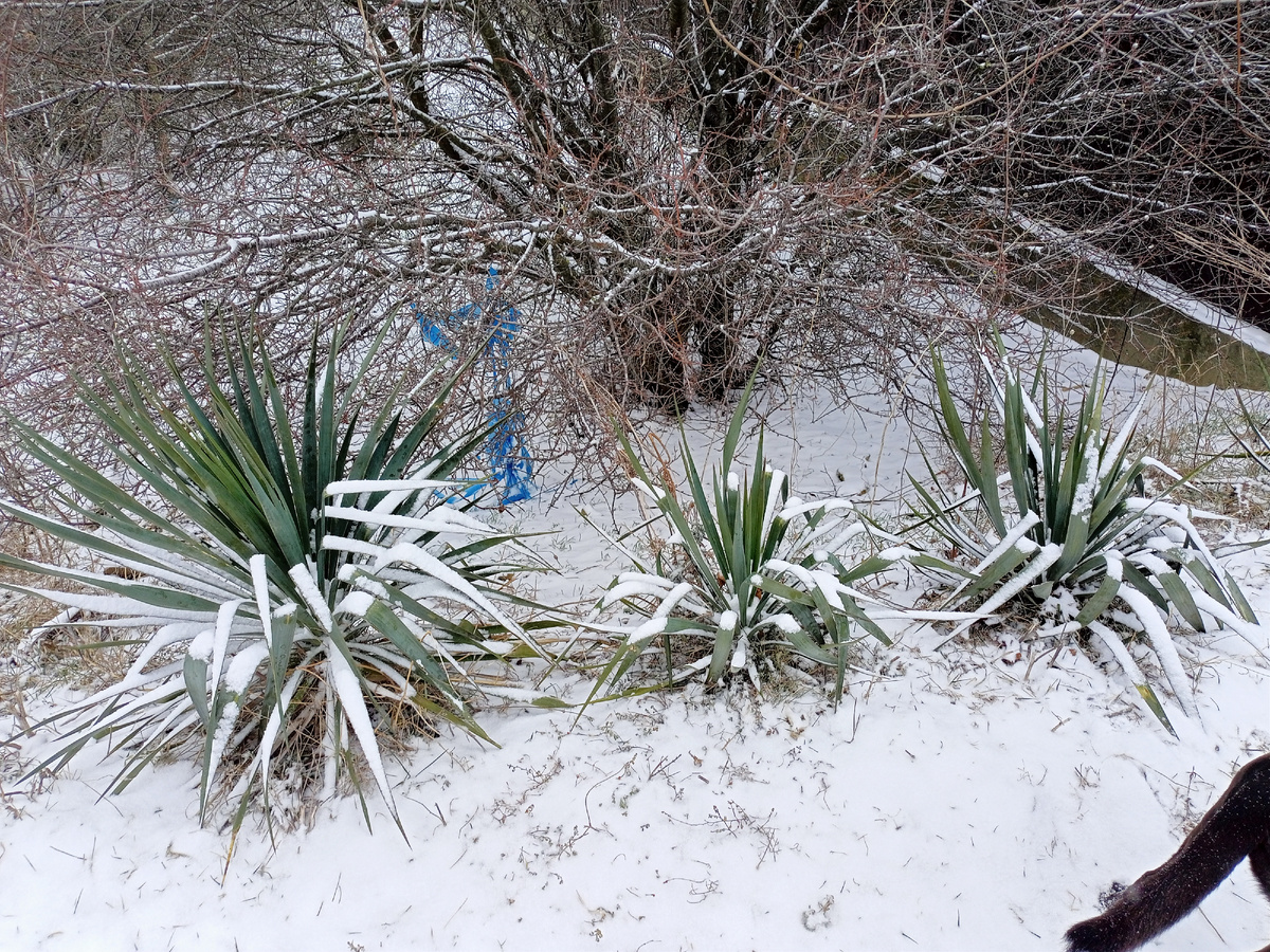 Это заснеженные юкки