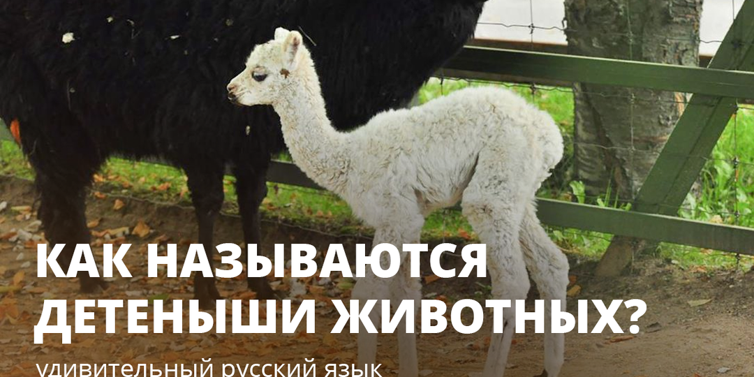 Удивительный русский язык: как называются детеныши животных?