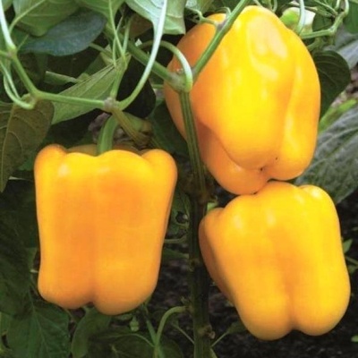Сладкие болгарские перцы — это огромное разнообразие цветов и вкусов, которое ежегодно пополняется новыми сортами. Они различаются по форме и оттенкам.

Я предпочитаю сохранять свои давние привычки и сажаю только красные и желтые перцы. В моей коллекции всего три таких сорта, но они являются моими самыми любимыми.

Сорт «Золотое чудо» отличается изысканным сладким вкусом.

Высота куста может достигать 60 сантиметров, что делает его среднерослым растением.

Плоды этого сорта имеют кубовидную форму, а их масса составляет примерно 185 граммов.

В процессе биологической спелости плоды приобретают золотисто-жёлтый цвет, в то время как в технической спелости они окрашиваются в светло-зеленый.

Сорт «Золотое чудо» относится к среднеспелым, и период его созревания начинается 20 июля и завершается 30 августа.

Размер плодов составляет 9–10 сантиметров в высоту и в диаметре.

Период созревания: с 20 июля до 30 августа.

Размер плода, см: высота и диаметр 9-10. В этом году хочу попробовать новый для себя сорт «Буйвол золотой».

«Буйвол золотой» — это сорт помидоров, который созревает в средние сроки и подходит для выращивания как в теплицах, так и в открытом грунте. С момента появления всходов до начала сбора урожая проходит от 125 до 130 дней.

Растение этого сорта имеет среднюю силу роста и достигает высоты 70-80 см. Плоды имеют правильную кубовидную форму. В технической зрелости они тёмно-зеленые, а в биологической — тёмно-желтые. Томаты крупные, весом до 250 г, с толстой стенкой толщиной 8-9 мм.