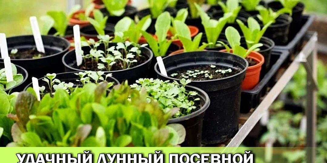 Удачный лунный посевной календарь на март 2025 года