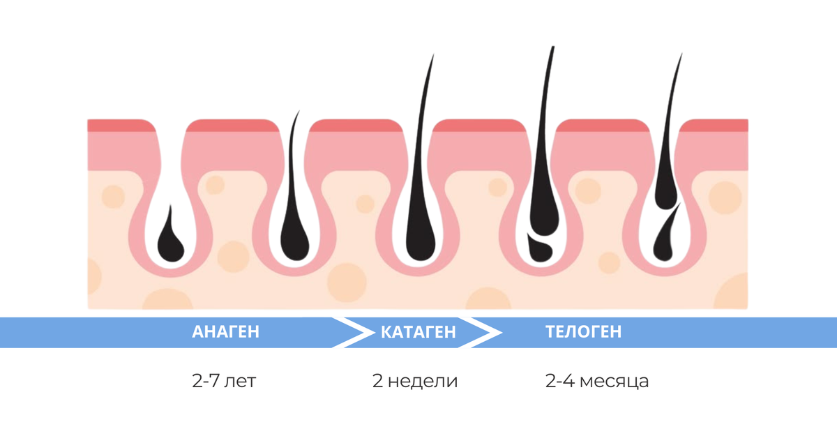 Фазы роста волос