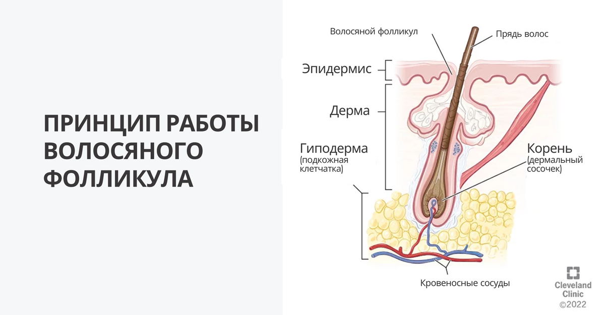 Как работает волосяной фолликул?