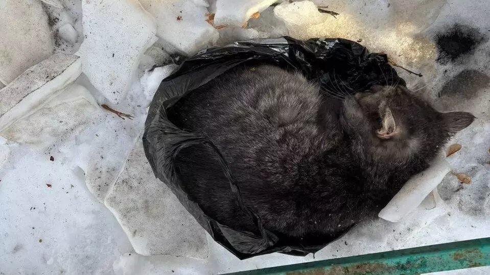     Источник: ТГ «ЧП Тюмень»