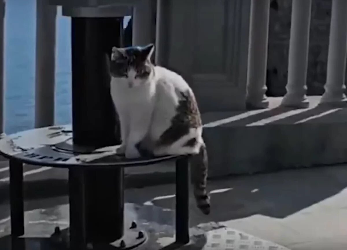    Муся жила в Ласточкином гнезде около 10 лет.