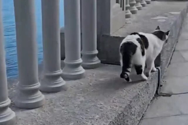    Фото: ren.tv/ Скриншот видео.